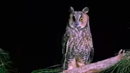 D4K: Owls Video Short