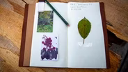 A Cherry to Dye For Preview