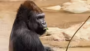 EXTREME EATERS: GORILLAS