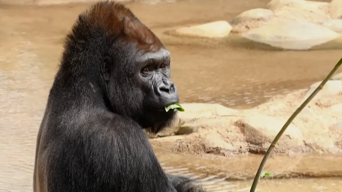 EXTREME EATERS: GORILLAS