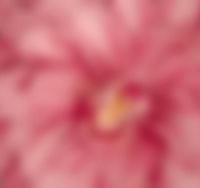 J Schwanke's Life In Bloom