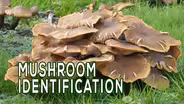 Backyard Farmer: Digging Deeper: Mushroom Identification