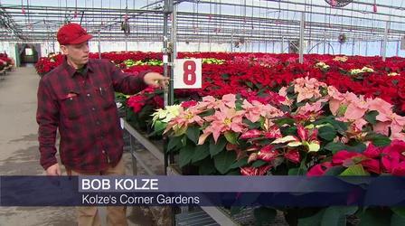 Video thumbnail: Chicago Tonight Holiday Cheer Takes Root at Poinsettia Farm in Woodstock