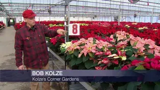Holiday Cheer Takes Root at Poinsettia Farm in Woodstock