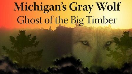 Video thumbnail: WNMU Documentaries Michigan’s Gray Wolf: Ghost of the Big Timber