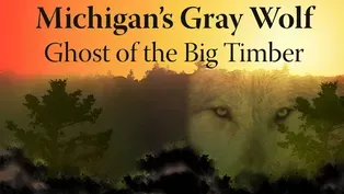 Michigan’s Gray Wolf: Ghost of the Big Timber