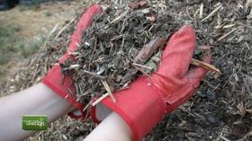 Video thumbnail: You Bet Your Garden Ep. 86 Installing Trees and Shrubs