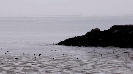 Video thumbnail: KQED NEWSROOM Sea Level Rise | U.S. Rep. Jared Huffman