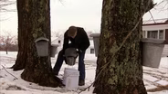 Vermont Maple Syrup Trees