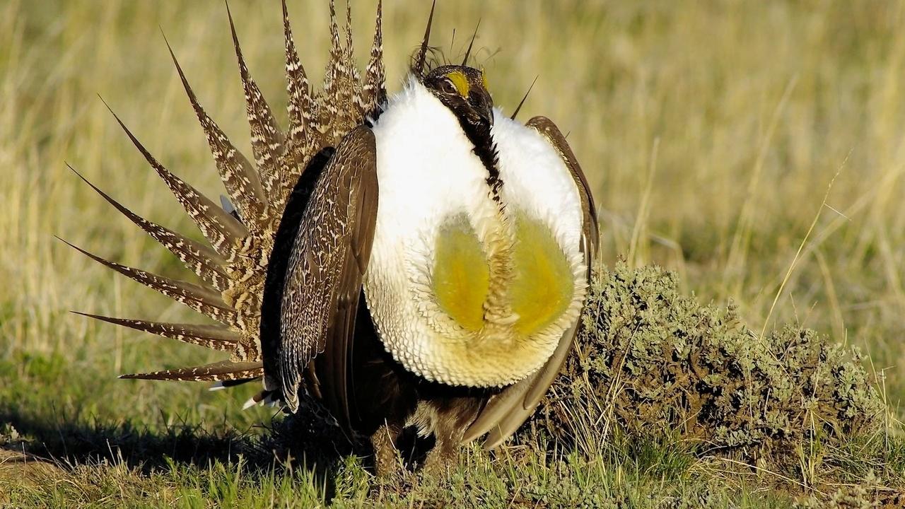 Sage Grouse, Curlew Grassland, Tribute to Gary Strieker