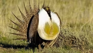 Sage Grouse, Curlew Grassland, Tribute to Gary Strieker