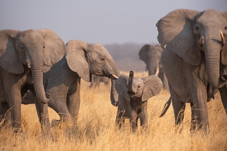 The Greatest Adventure | Parenthood Poster