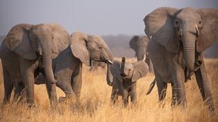 The Greatest Adventure | Parenthood