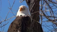 Bald Eagle Recovery