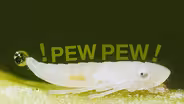 That's Not Rain, That's Super-powered Pee!