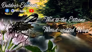 Thin to the Extreme: Thread-waisted Wasps