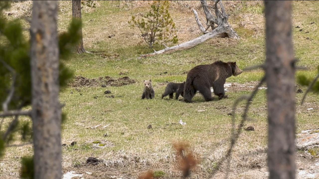 This American Land | Grizzlies, Worry in the Wetlands, Pecos Wilderness