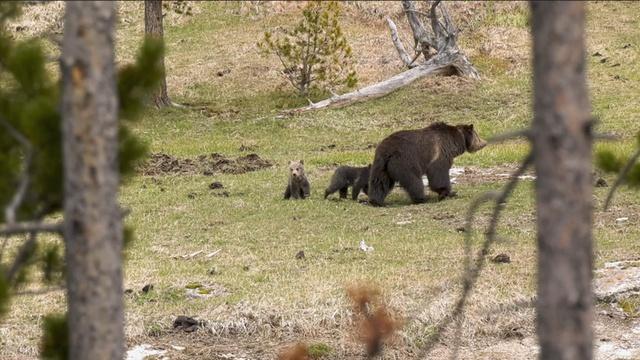 Grizzlies, Worry in the Wetlands, Pecos Wilderness