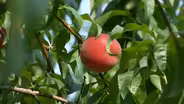 Farm to packing facility, Jersey peaches are big business