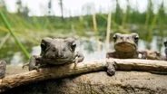 Toads of the High Cascades, Earthquake Liquefaction Solution, Model Rockets Club in Central Oregon