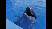 Dolphins: Close Encounters