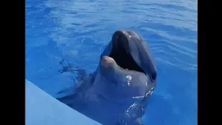 Dolphins: Close Encounters