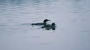 Research reveals Wisconsin loons are disappearing