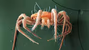 These Mites Rain Down To Save Your Strawberries