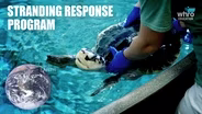Stranding Response Program