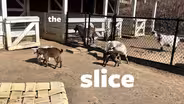 "KID"ing Around at the Zoo