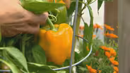 Unseasonal Heat Wave Ripens Last of Summer Crops