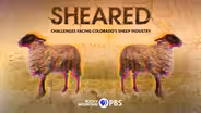 Sheared: Challenges Facing Colorado's Sheep Industry