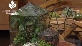 Video thumbnail: Central Texas Gardener Terrariums Indoors & Drought Tough Design Outside