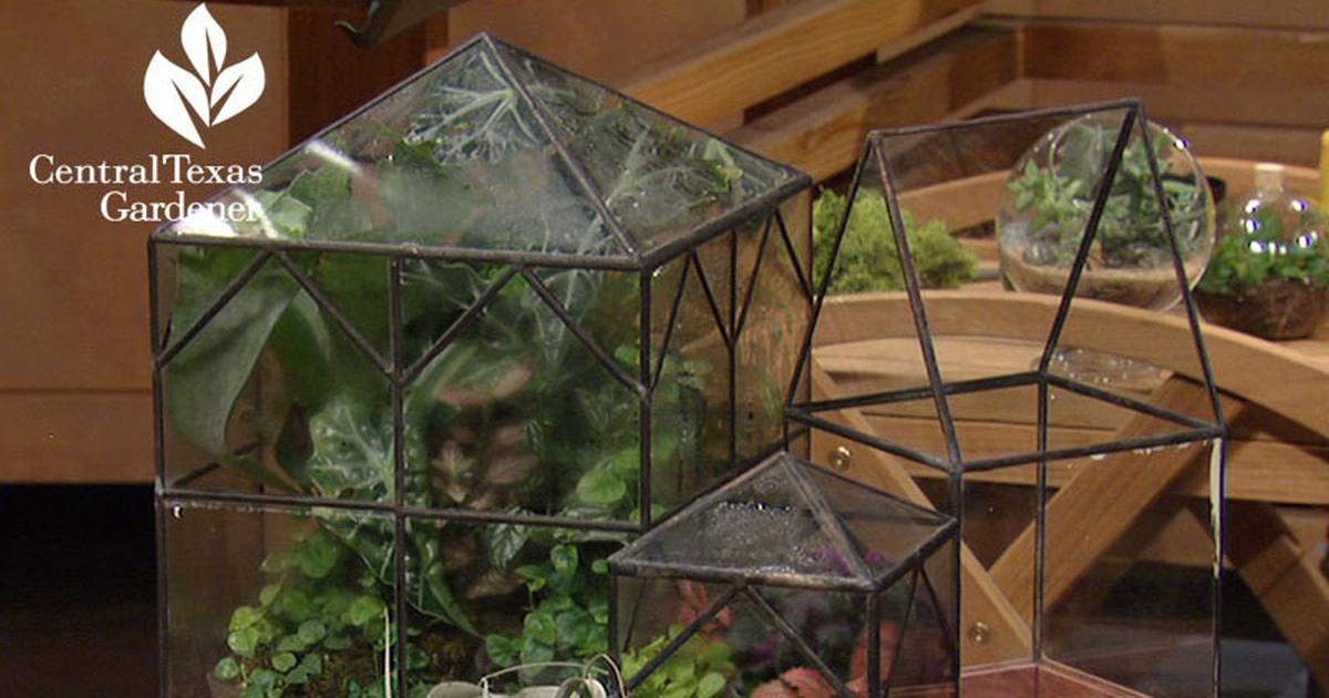 Central Texas Gardener Terrariums Indoors & Drought Tough Design