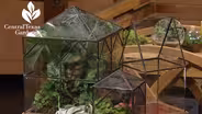 Terrariums Indoors & Drought Tough Design Outside