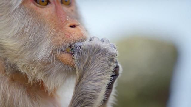 Nature | Tool-Using Macaques Could Drive Shellfish Extinct
