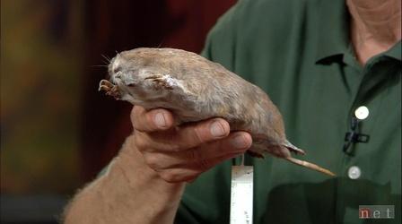 Video thumbnail: Backyard Farmer Backyard Farmer: Digging Deeper: Underground Critters
