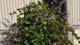 Video thumbnail: Central Texas Gardener Gardener and Urban Farmer Swap Tips