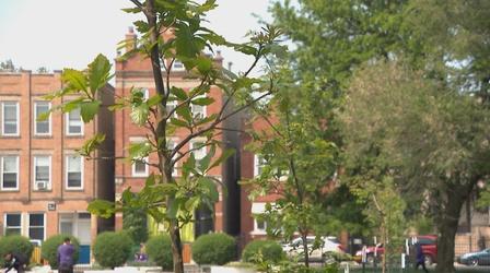 Video thumbnail: Chicago Tonight: Latino Voices Community Plants Climate-Resistant Trees in Little Village