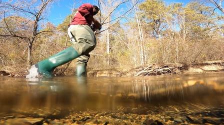 Video thumbnail: Untamed Protecting our watersheds