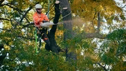 Meet the arborists who care for CU Boulder’s nearly 6,000 trees