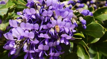 Video thumbnail: Central Texas Gardener Planting New Memories