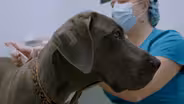 Trailer | The Cost of Caring