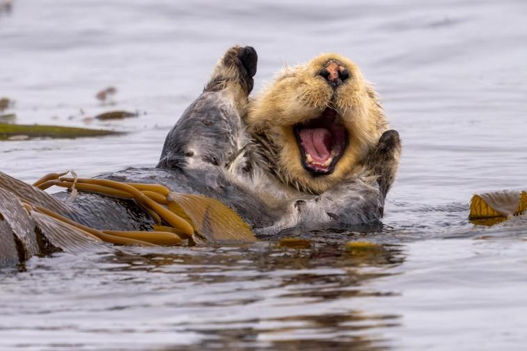 Significant Otters (Don't U Float Away) | NATURE Music Video Poster