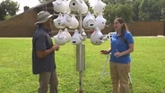 Purple Martin Nest Check & Scale
