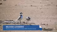 Imani the Plover Is Back at Montrose. Will He Stick Around?