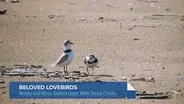 Imani the Plover Is Back at Montrose. Will He Stick Around?
