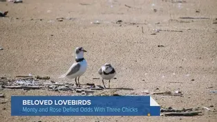 Imani the Plover Is Back at Montrose. Will He Stick Around?