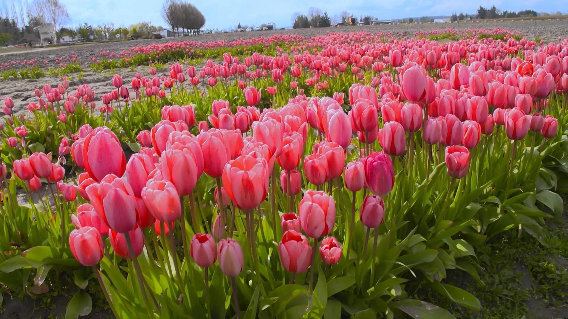 Flowers u0026 Tulips
