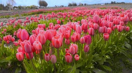 Video thumbnail: Washington Grown Flowers & Tulips